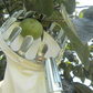 Cestello raccoglifrutta per alberi (senza manico)